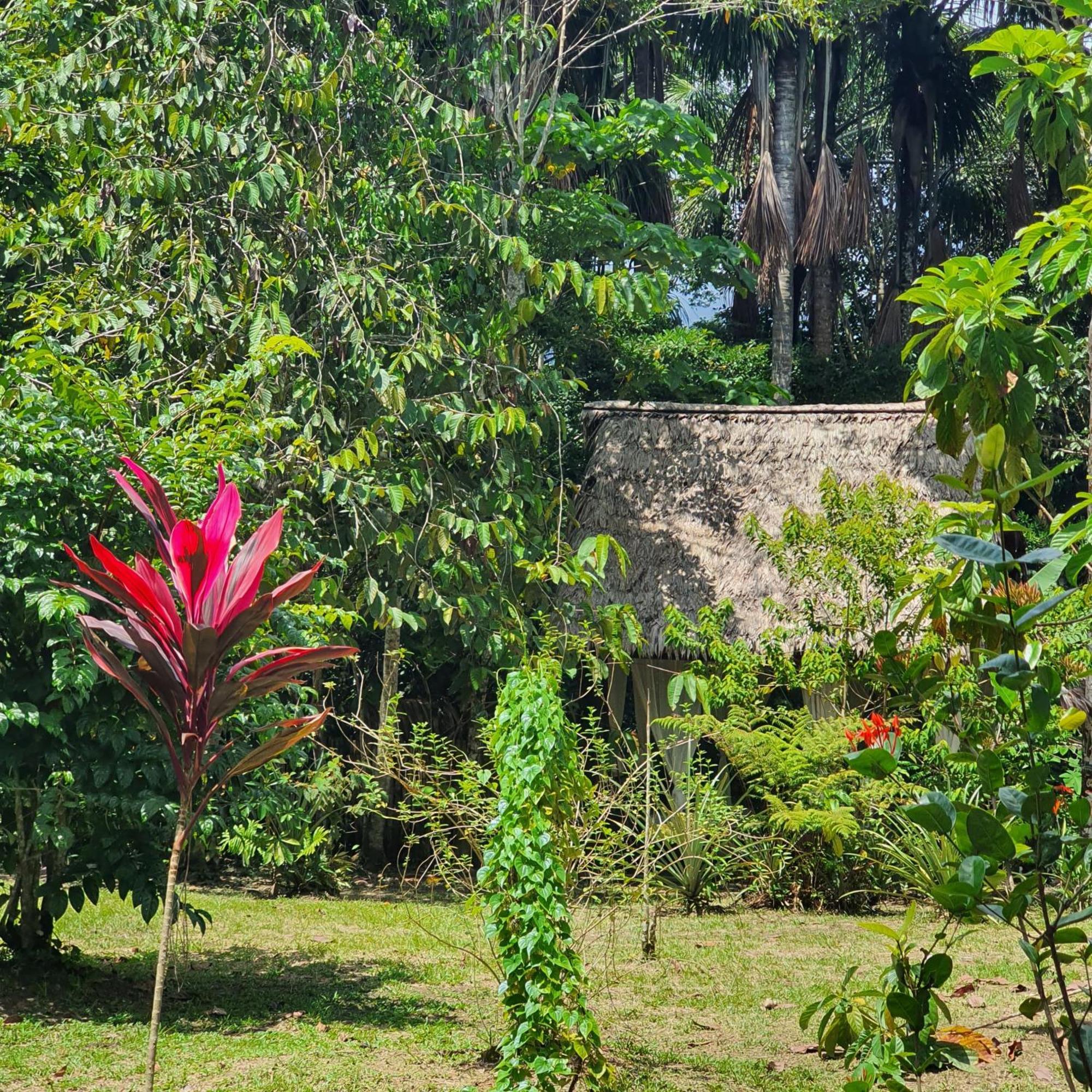 Amazona Lodge เลติเซีย ภายนอก รูปภาพ
